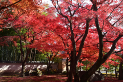 231202b相国寺05