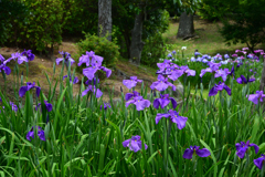 250607水月公園26