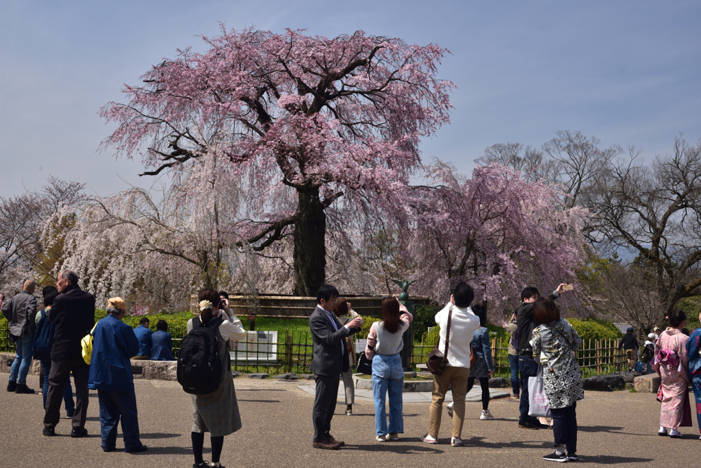200326c円山公園41