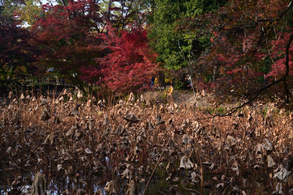 211116京都植物園42