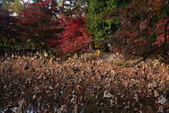 211116京都植物園42