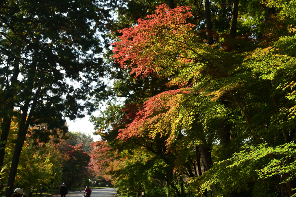 251114a京都植物園25