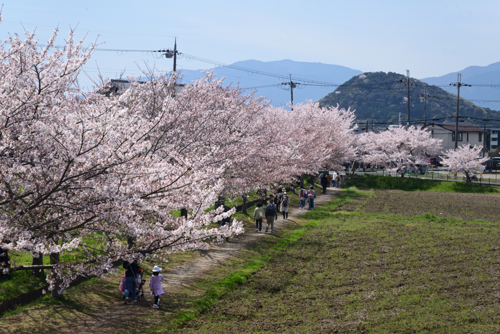 220406a藤原宮跡59