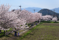 220406a藤原宮跡59