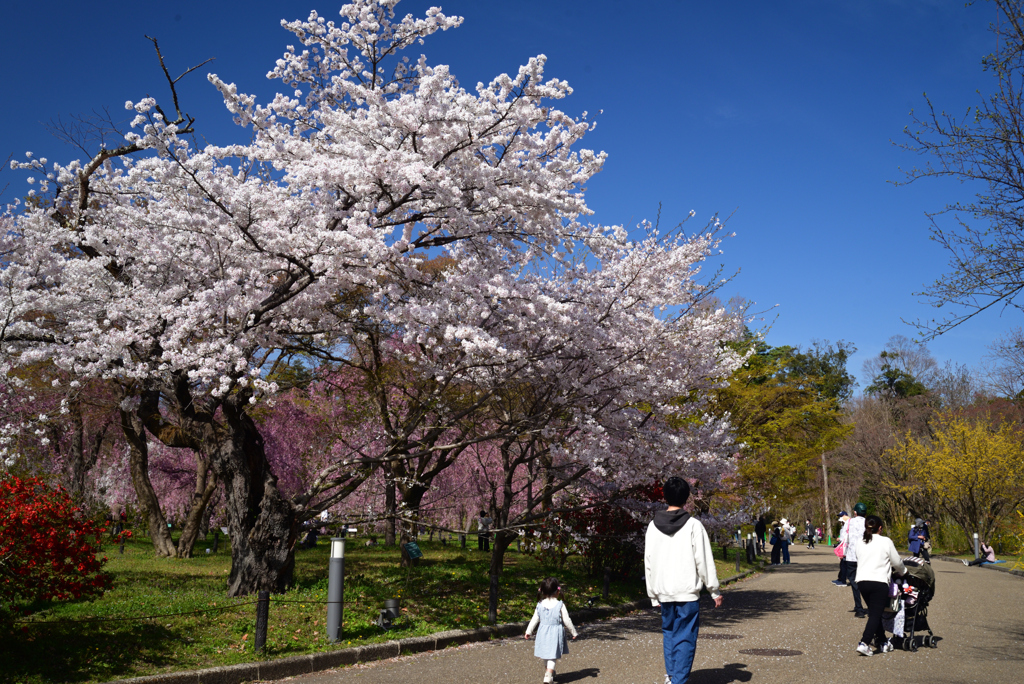 220405b京都植物園37