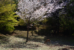 230401奈良公園41