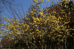 220305a山田池公園02