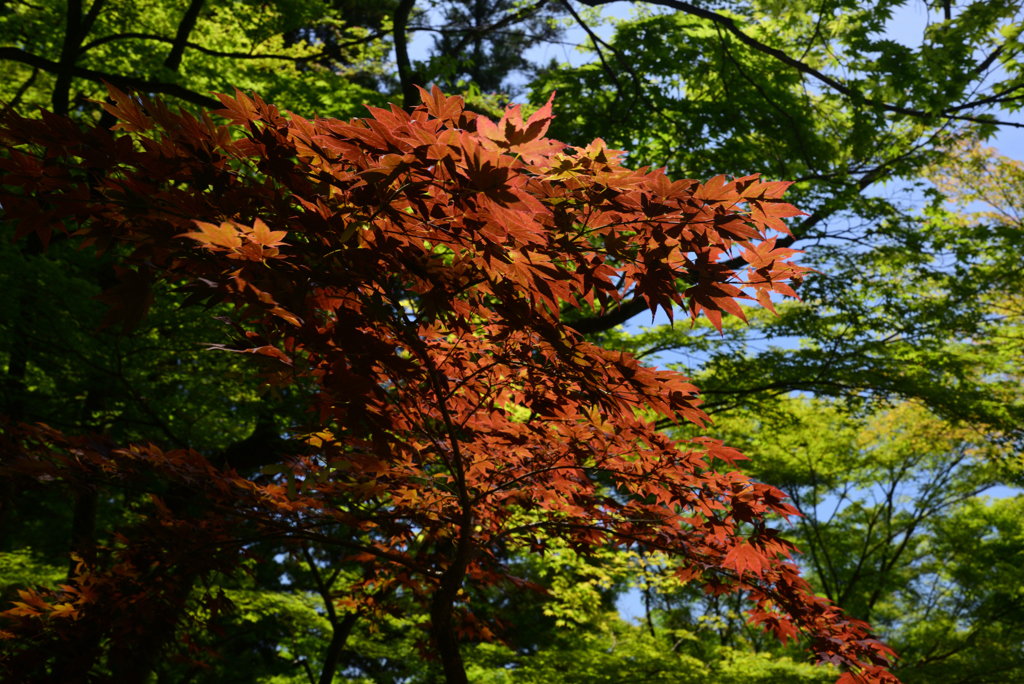 240525g今熊野観音寺17