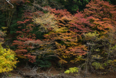 191126b高山寺51
