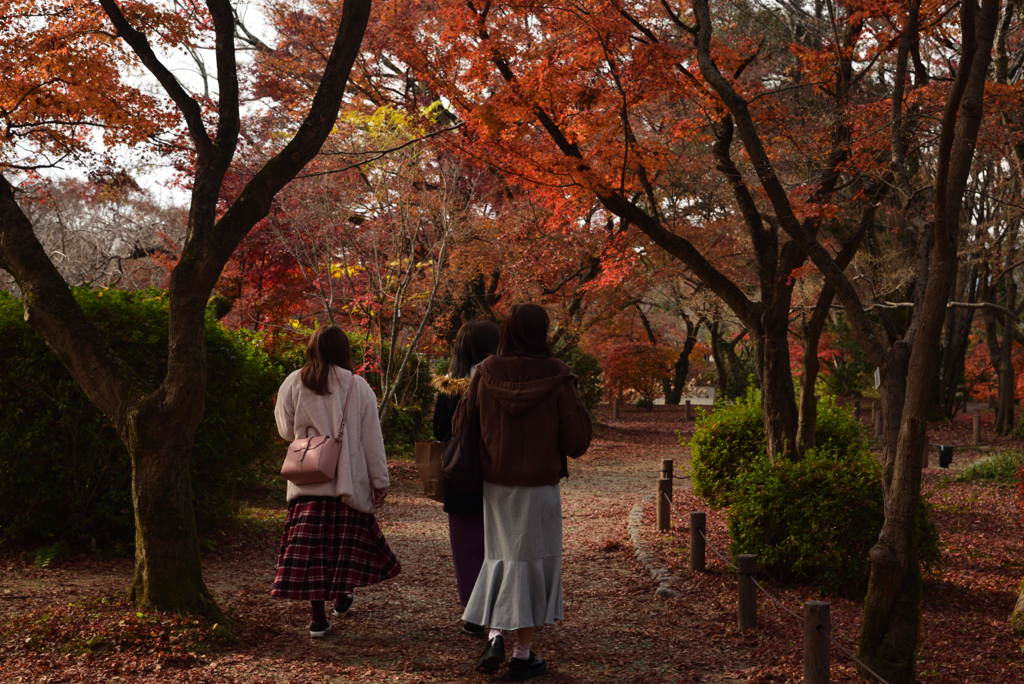 191210a京都植物園26