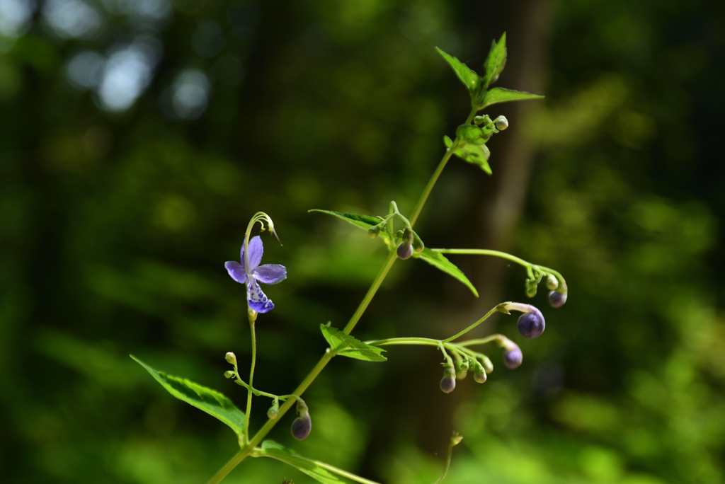 200805京都植物園15