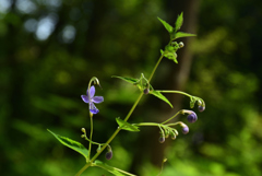 200805京都植物園15