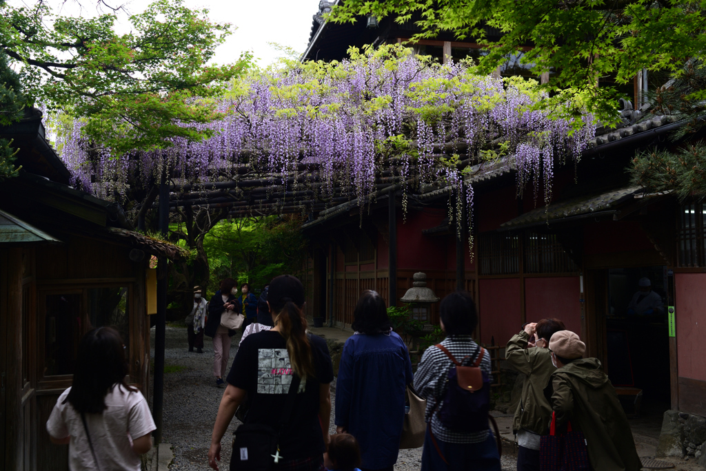230418a長岡天満宮23
