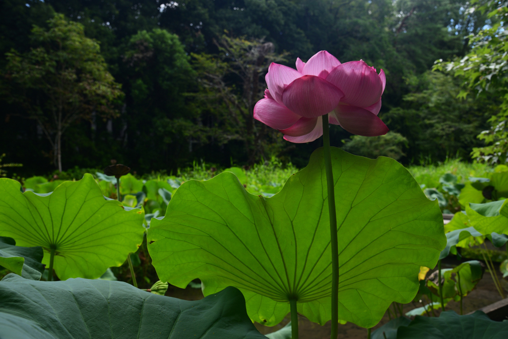 240823京都植物園09