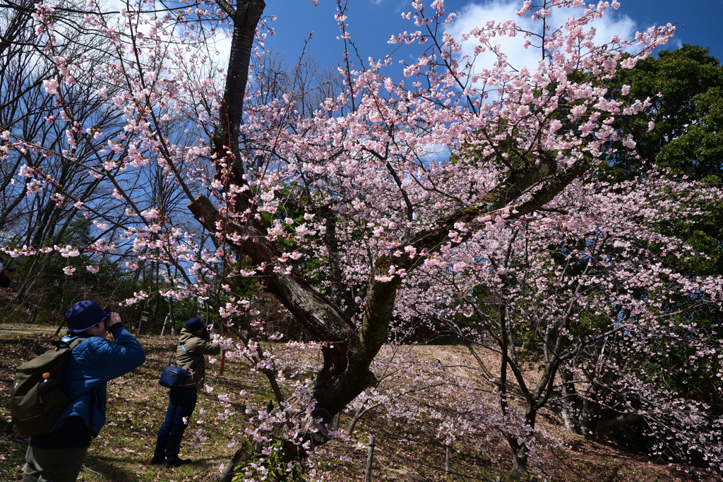 240310a公立大植物園23