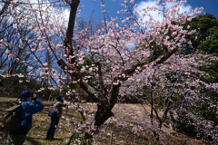 240310a公立大植物園23