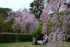 250411b京都御苑10