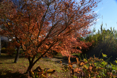 211129a法華寺07