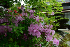 250509c恵心院21