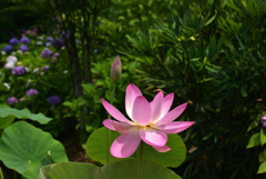 190624a法金剛院43