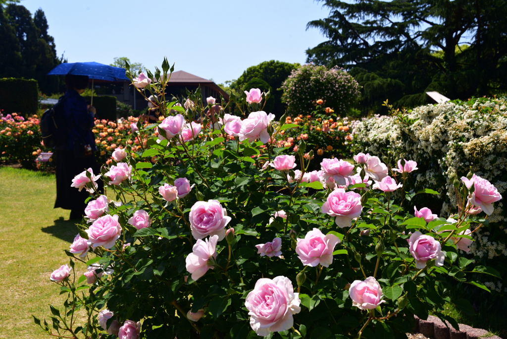 230509京都植物園46