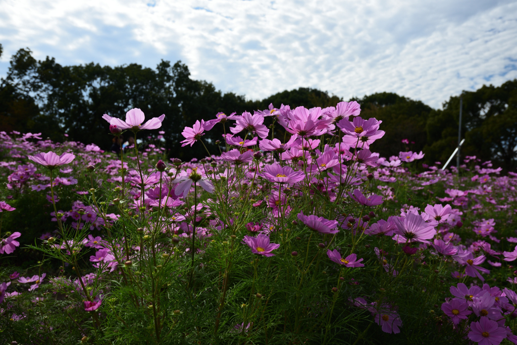 201018馬見丘陵公園54