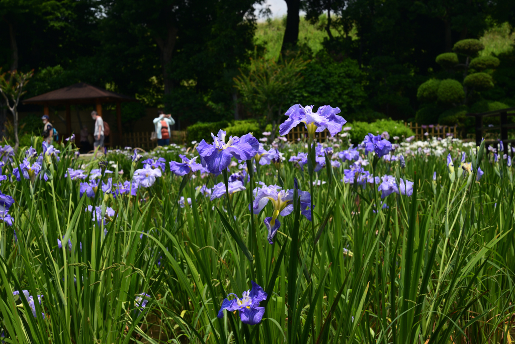 220610城北公園16潮風