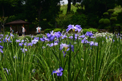 220610城北公園16潮風