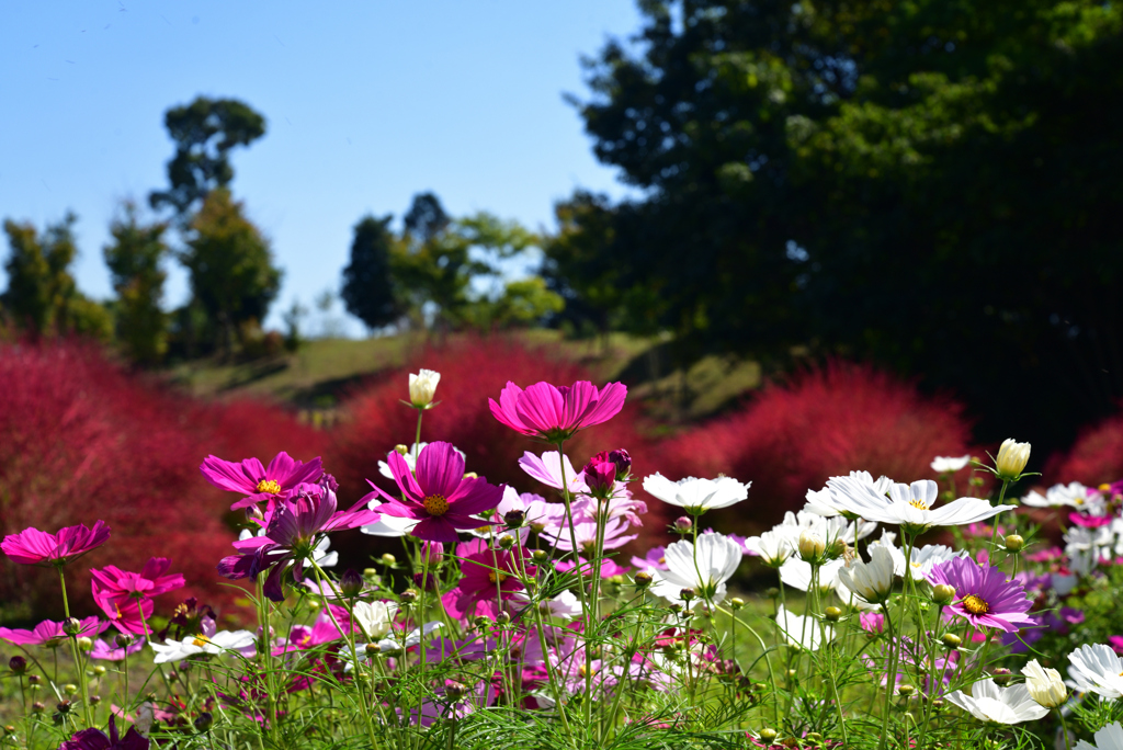 221014馬見丘陵公園27