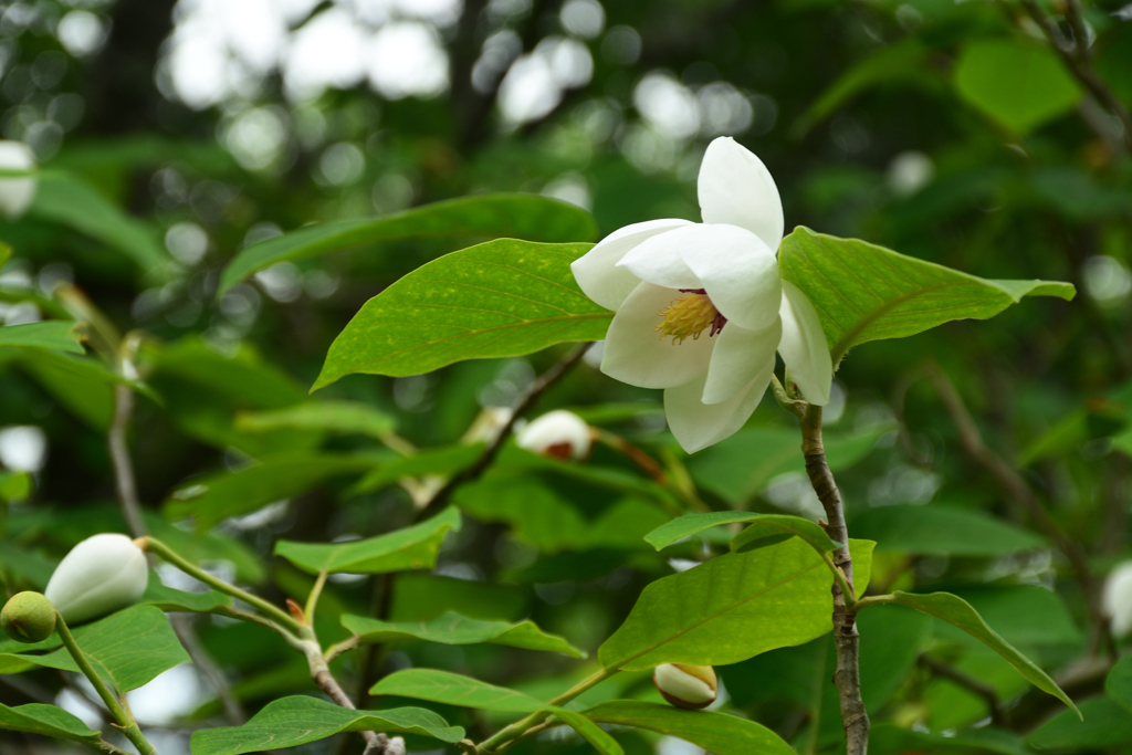 250518京都植物園57