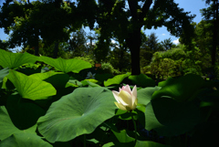 200623京都植物園16
