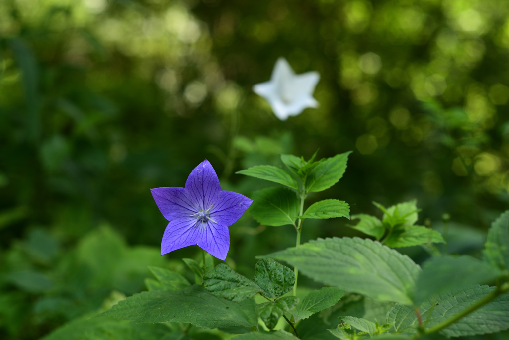 220725京都植物園26