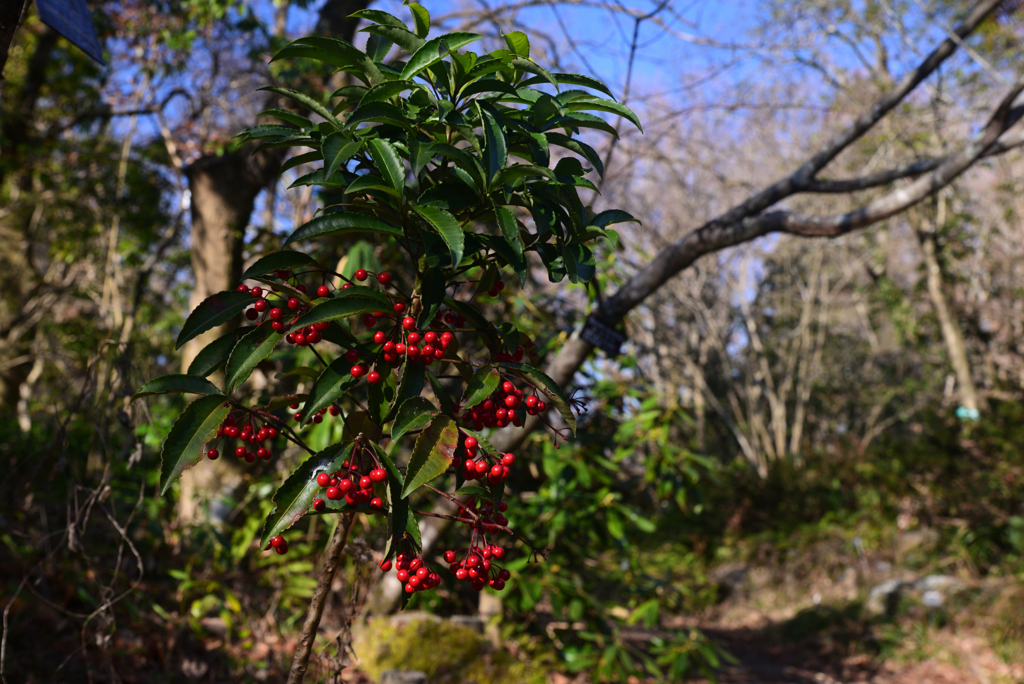 240130a京都植物園06