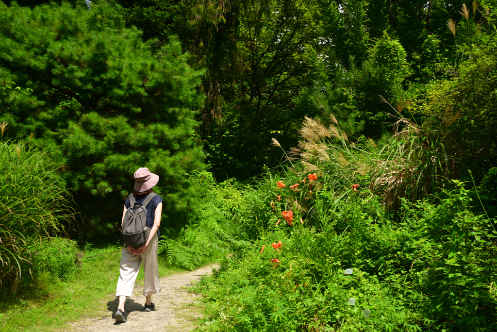 240727京都植物園34