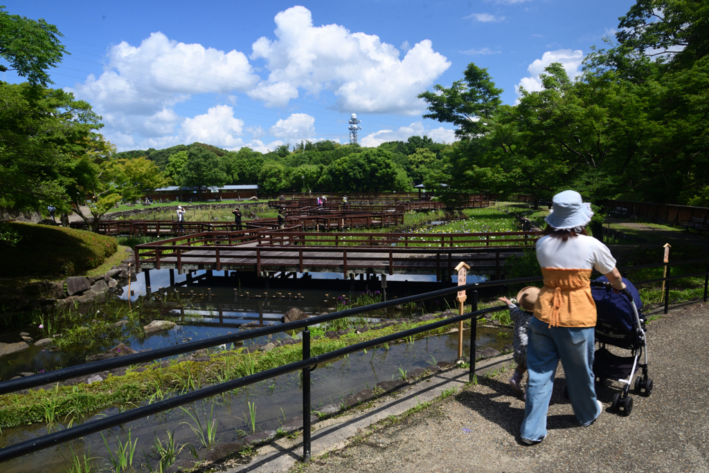 240603a山田池公園02