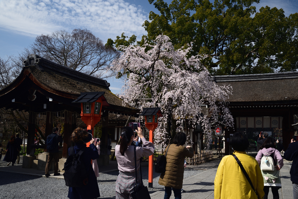 210320a平野神社17