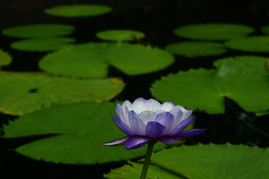 250814京都植物園19