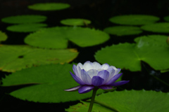 250814京都植物園19
