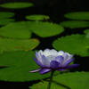 250814京都植物園19
