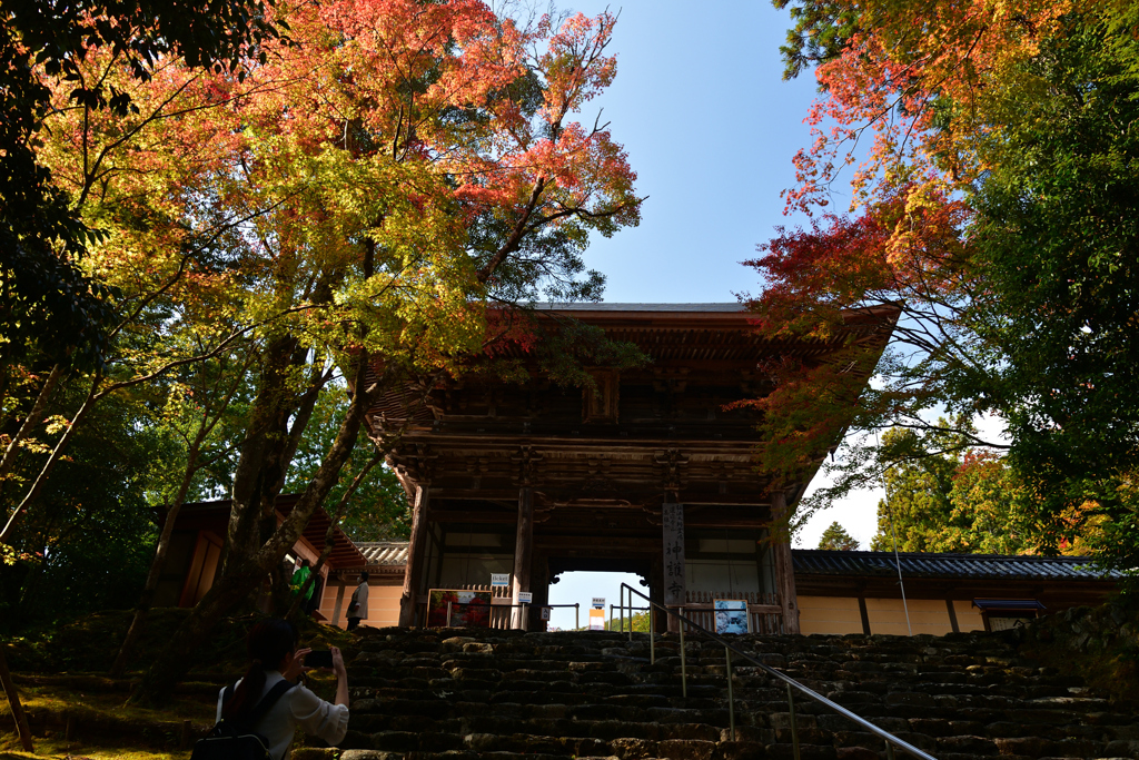 231102b神護寺26