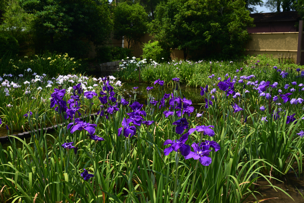 220610城北公園05千代田城