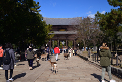 230126c奈良公園31