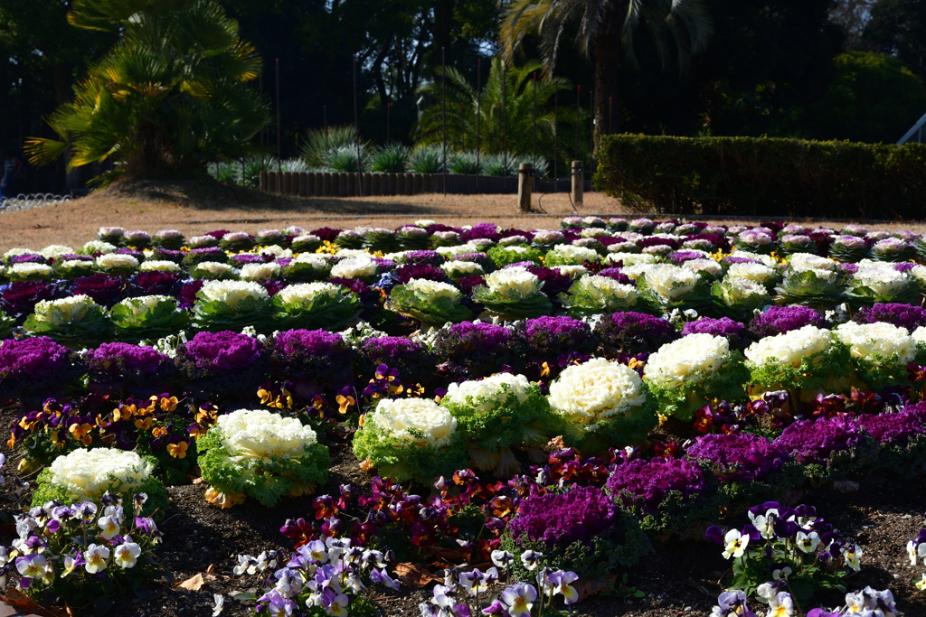 260117a京都植物園38