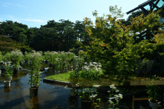241006梅小路公園09
