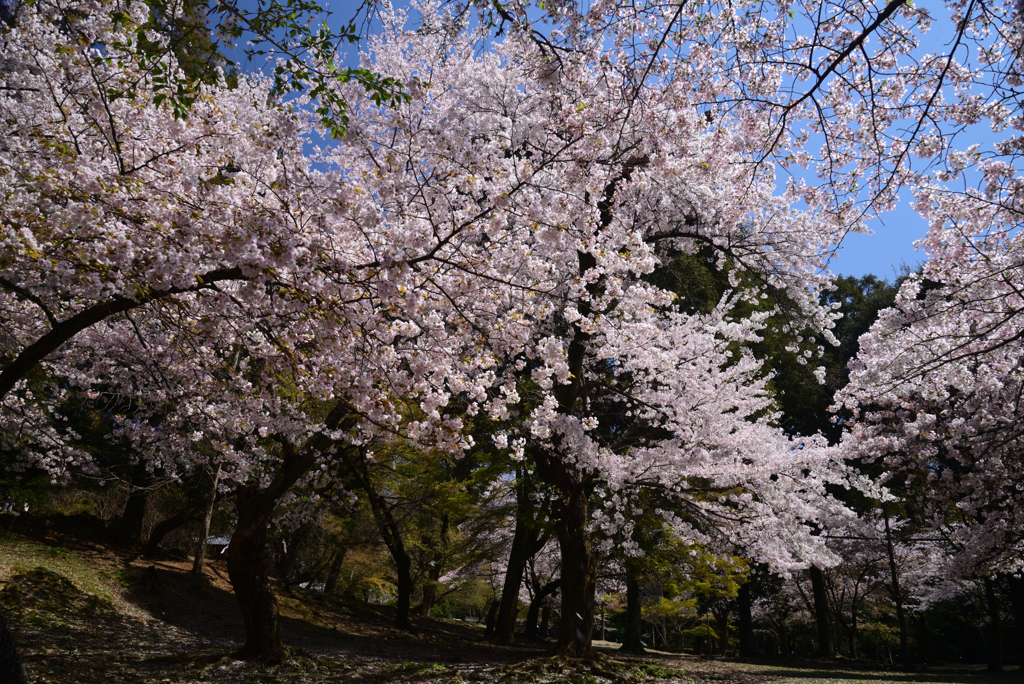 230401奈良公園30