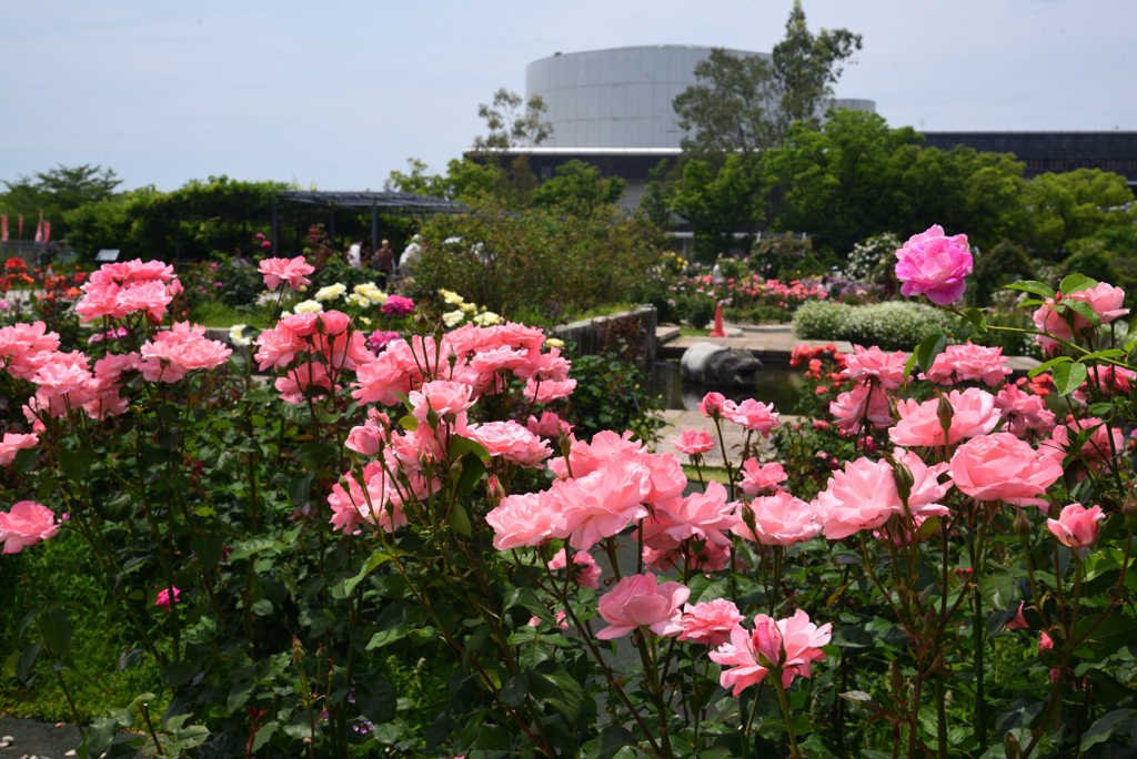 240608万博公園24