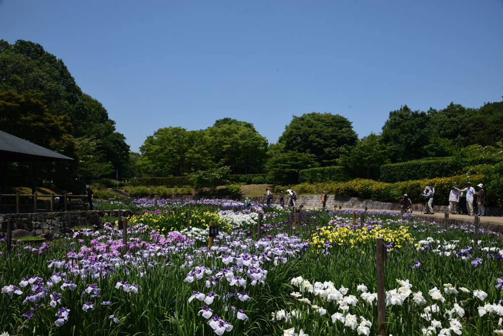 190606馬見丘陵公園23 by symrioz (ID:8770359) 写真共有サイトPHOTOHITO