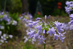 220711京都植物園52