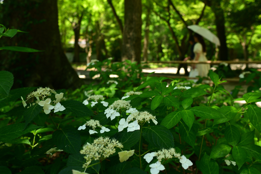 240613a下鴨神社02