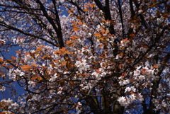 230322g平野神社32